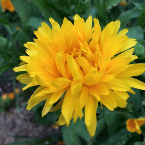 How to Make Calendula-Infused Oil